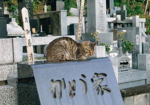 墓石の上で気持ちよさそうに寝入る野良猫に、森村さんは「日向猫起こさぬままに墓参り」と詠んだ