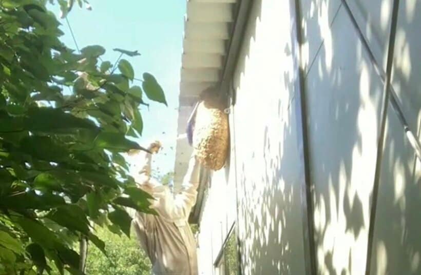 軒下にできたスズメバチの巣を駆除する＝ヨシダ消毒提供