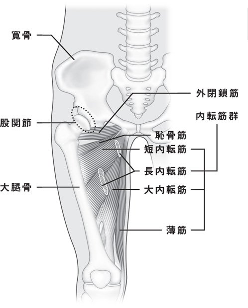 股関節と筋肉、骨の位置関係