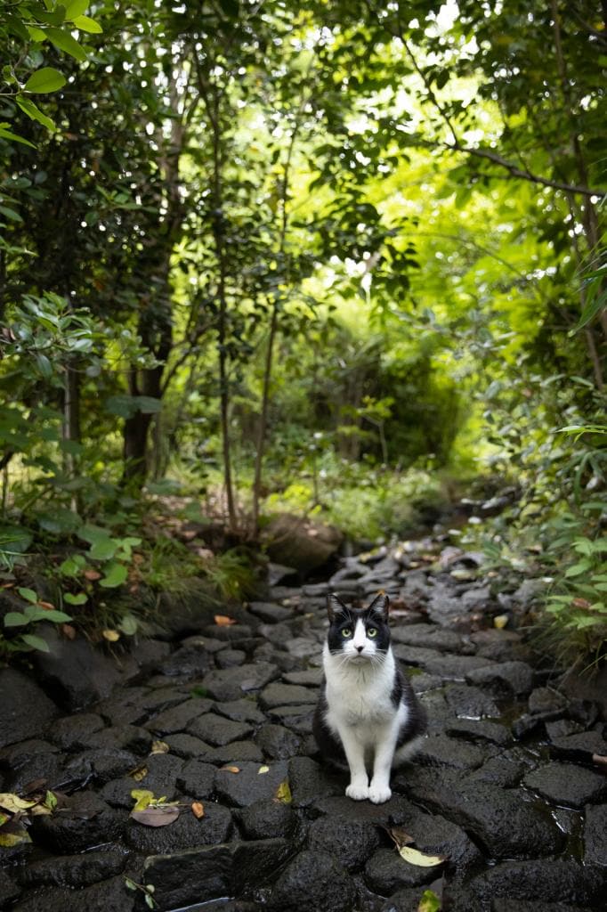 Canon EOS-1D X Mark III・f5・1/1000秒・ISO1000（撮影／猫写真家・沖昌之）