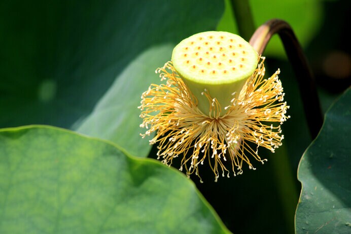 花びらが散った後、蓮の花托と雄蕊