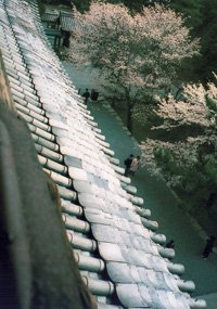 京都知恩院の上から撮られた桜と参道、瓦屋根が美しい。これらの写真はすべて作品に生かされる。縦の構図が多いのは、写真からポスターに描くことが多いからだという