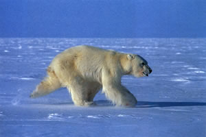 ホッキョクグマが後ろ脚で雪を蹴っている姿がかわいい。スノーモビルで並走しながら、50ミリレンズで撮ったという
