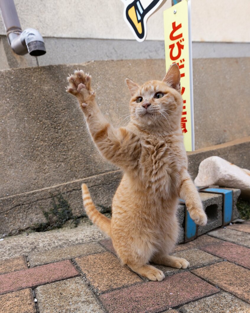 Canon　EOS－1D　X　Mark　III・f6．3・1／1250秒・ISO1250（撮影／猫写真家・沖昌之）