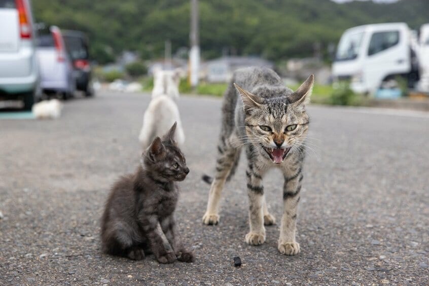 Canon EOS-1D X Mark Ⅲ・f5・1/1000秒・ISO1000(撮影/猫写真家・沖昌之)