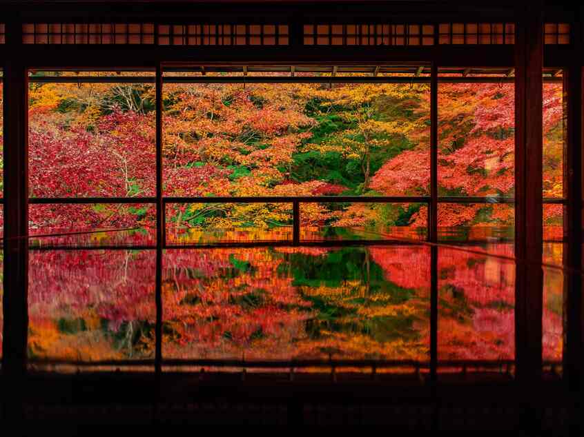 瑠璃光院/見ごろは11月中旬頃。書院2階の床や机に映るもみじを楽しむには、晴れた日の昼すぎころの光がちょうどいい photo 稲田大樹