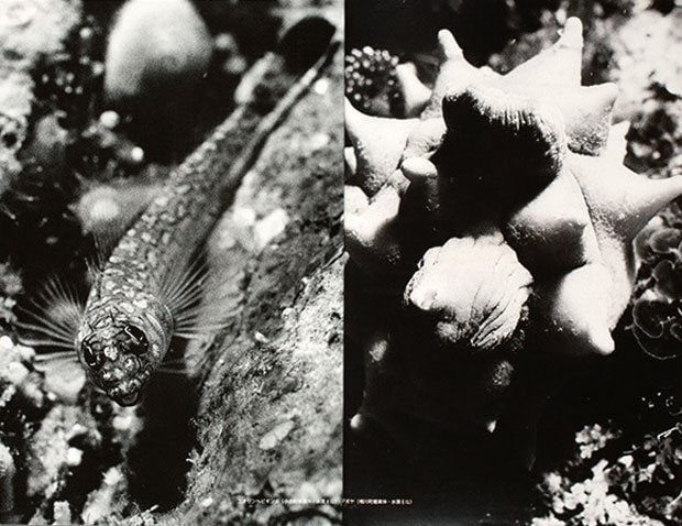 1993年8月号 中村征夫「ニッポン海流2 佐渡島」から