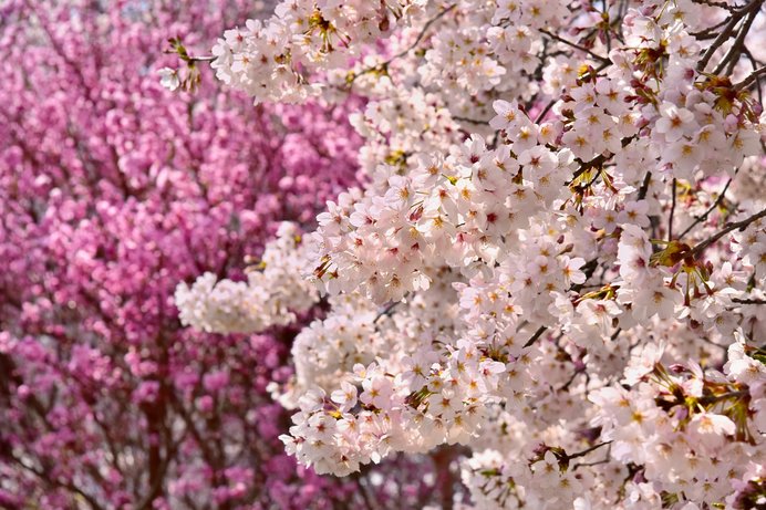 桜の花。染井吉野と八重桜の違いをご紹介します