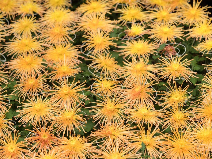  重陽の節供のアイテムプラントは菊。芸術的な古典菊の美