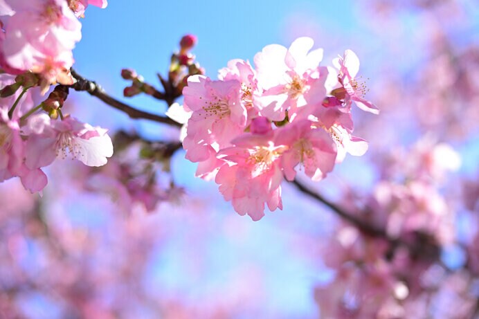 快晴の空に咲き誇る河津桜