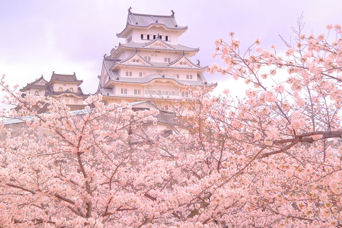 姫路城の桜（兵庫県）