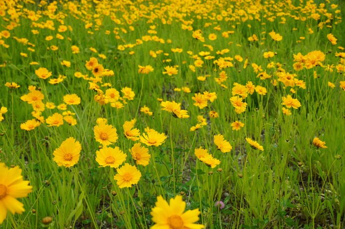 この時期美しい群落を見せるオオキンケイギク。これも特定外来生物です