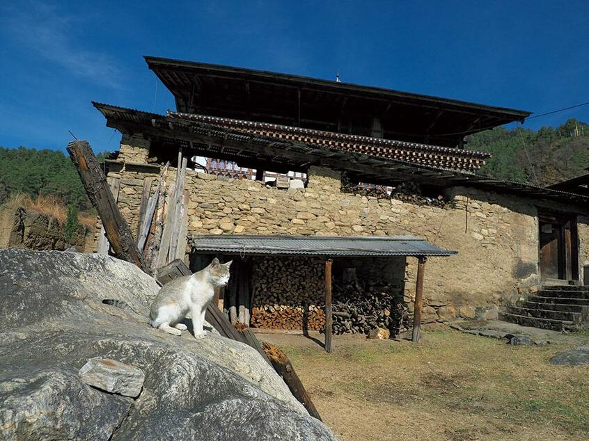 撮影/岩合光昭 (c)Iwago Photographic Office