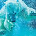新設「えぞひぐま館」も人気の旭山動物園 「見たい動物をダイジェストで回る」3時間王道コース公開!