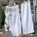 洗濯物を干すミケ猫「ここをピンと張って……今日はいそがしい日ニャ」【沖昌之】