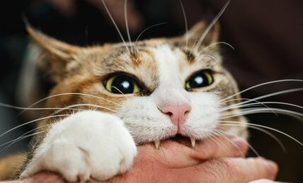 【獣医師死亡】致死率10～30％マダニ感染症とは？　感染した飼いネコからうつることも《医師が教える予防法と対策》