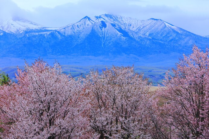 雪山と桜。富良野にて