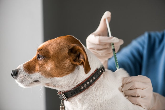 狂犬病の予防接種は、市区町村の集団接種や、動物病院で受けることが可能