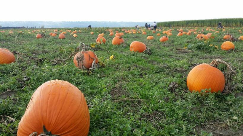 アメリカの「pumpkin」は、日本の「カボチャ」とはちょっと違う。日本風のカボチャは英語でも「kabocha」と表記することが多い（写真／著者提供）
