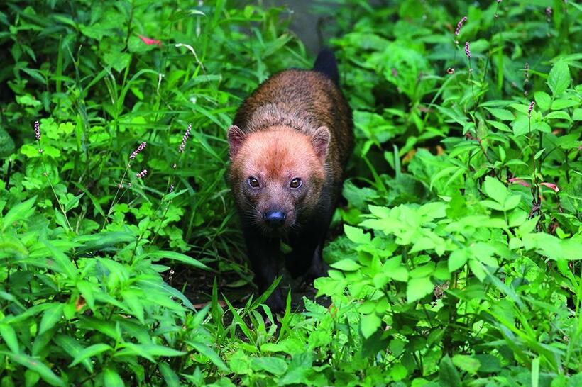 動物の展示される運動場に草が生い茂っていたので、普段の動物園感を隠し、まるで野生の中で出合ったように狙うことができた。草が生い茂っても通り道が決まっているようで獣道ができていた。きっと待っていればここに来ると思い、構図を決めて構えているとイメージどおり来てくれた。実際にこのヤブイヌが生息している環境と植生が同じかどうかは定かではないが、見た目の野生感は十分に表現できたと思う■キヤノンEOS 7D MarkII・EF100～400ミリ F4．5～5．6L IS II USM・シャッター速度優先AE・640分の1秒（絞りf5．6）・ISOオート（800）（撮影／井村淳）