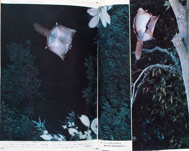 1963年1月号　田中光常　日本野生動物記　第1回「モモンガとムササビ」