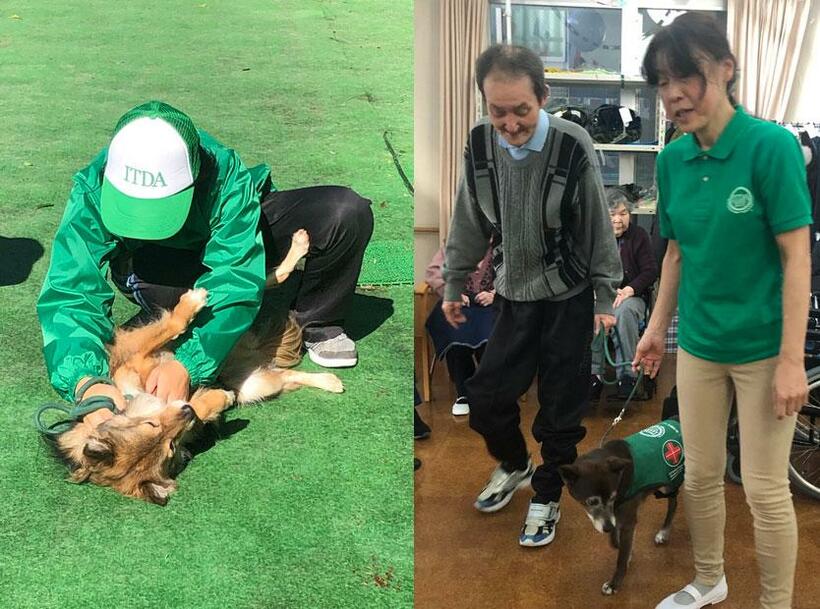 （写真左）訓練を終え、信頼関係を築いたハンドラーに褒めてもらい、全身で喜びを表現する犬の「だいだい」／社会福祉法人「シルヴァーウィング」の施設で、福島県内の保健所から救い出された「きずな」と歩く山野井さん（左）