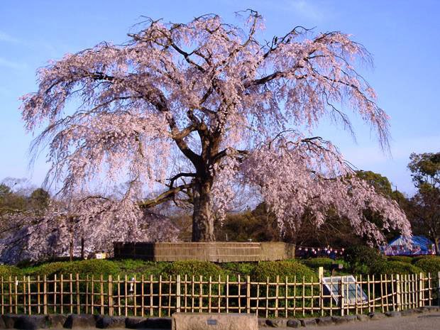 お花見の時期になると、歩けないほどの人で賑わう円山公園。狙い目は早朝だ