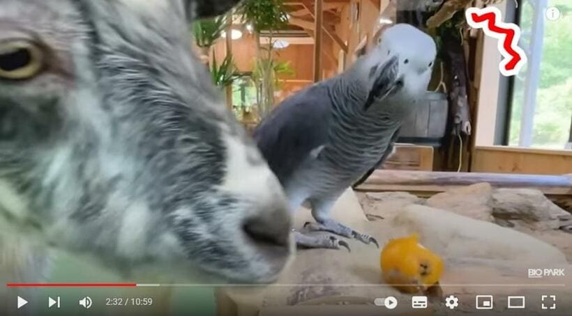 ヤギにビワの実を横取りされて、衝撃を受けているヨウム。長崎バイオパークのYouTube動画から