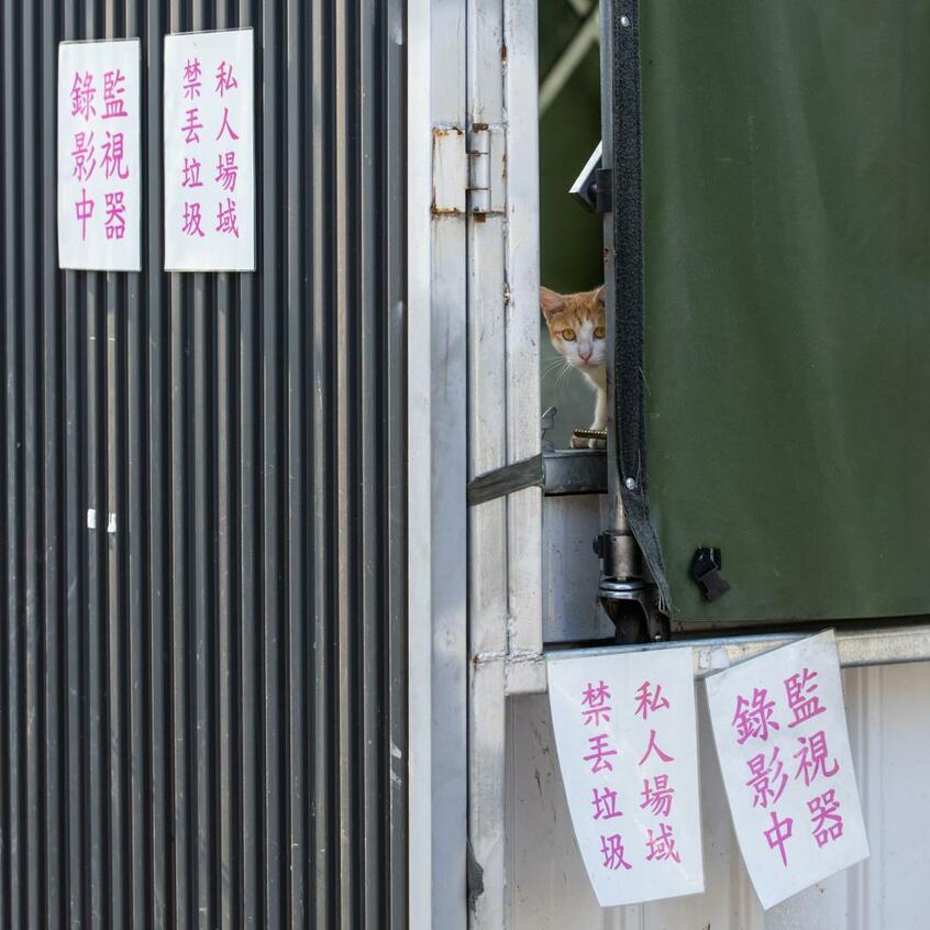 Ｃａｎｏｎ　ＥＯＳ－１Ｄ　Ｘ　Ｍａｒｋ　ＩＩＩ・ｆ４・１／１２５０秒・ＩＳＯ６４０（撮影／猫写真家・沖昌之）