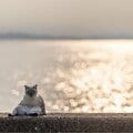 キラキラ朝日を背景に佇む猫「ふー、どっこいしょ~」【沖昌之】
