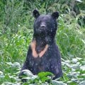 クマの猛攻撃「うつぶせ」防御に驚きのエビデンス! 医師が証言「首や顔面に致命傷は一人もいない」