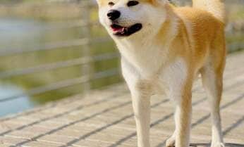 「犬は主人に対して忠誠心を持つ」は間違い…科学的研究でわかった犬が本当に考えていること