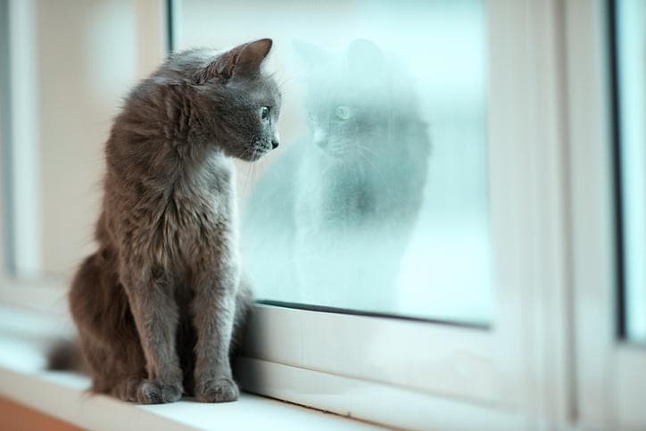 猫が飼える賃貸物件を探し続け、たどり着いたのは…（写真：getty Images）