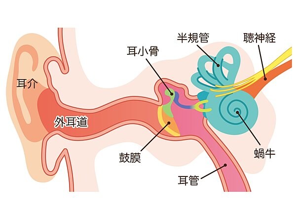 耳の構造図