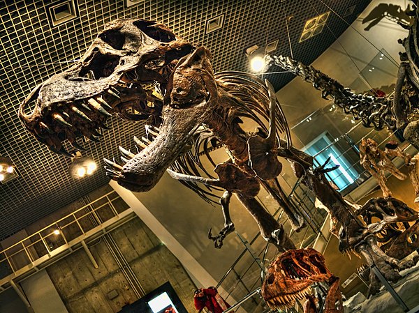 最強の恐竜と言われる「ティラノサウルス」の骨格
