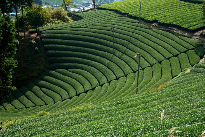 茶の栽培が始まったのは鎌倉時代