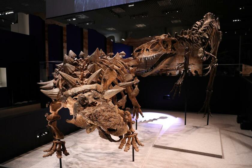 ズールとゴルゴサウルスの戦いを再現した復元骨格。所属＝ロイヤルオンタリオ博物館（撮影／写真映像部・松永卓也）