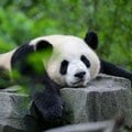 パンダだって顔が変わる!? 「野生らしさが失われて『洗練』されていった」を見抜くファンの愛