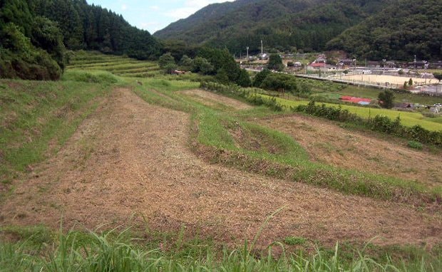 休耕地となっていた兵庫県養父市の棚田（写真：兵庫県養父市提供）