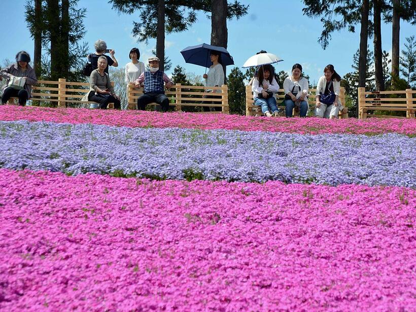 満開となり見ごろを迎えるころの羊山公園の芝桜　(C)朝日新聞社