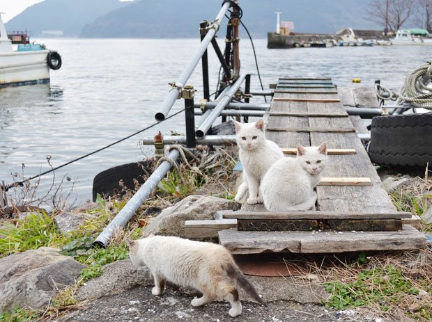 沖島の桟橋にいた３匹。島では猫を飼っている家はないという
