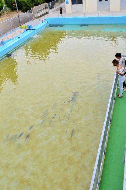 屋外の25メートルプールでは、シュモクザメが悠々と泳ぐ。プールの底に砂をまき、水質を安定させるようにした