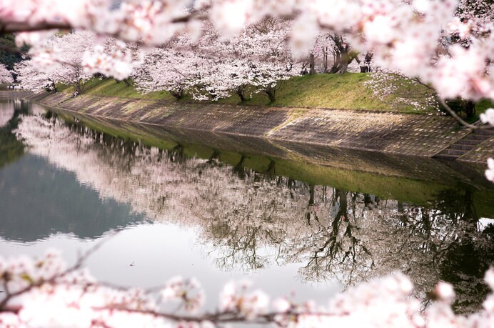 約2000本のソメイヨシノの桜並木は観ごたえあり！