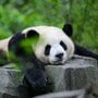 パンダだって顔が変わる!?  「野生らしさが失われて『洗練』されていった」を見抜くファンの愛