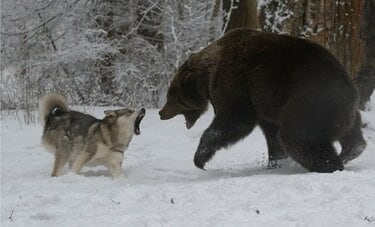 「犬」に吠えられると一目散に逃げる「クマ」の心理　なぜ「野生のクマ」は「犬」にだけ弱いのか