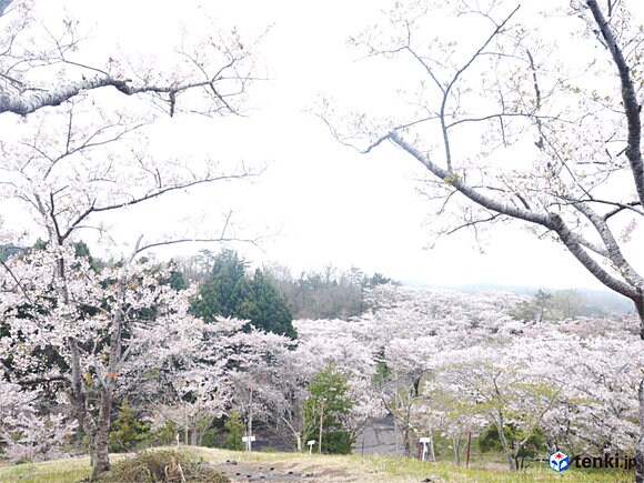 ”千本桜”と称される桜の名所・東松島市滝山公園の桜（2016年4月17日）