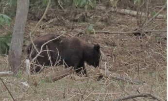 「クマから市民を守りたい」若いハンターが増加　命をかけたミッションに出動費「格差」の課題