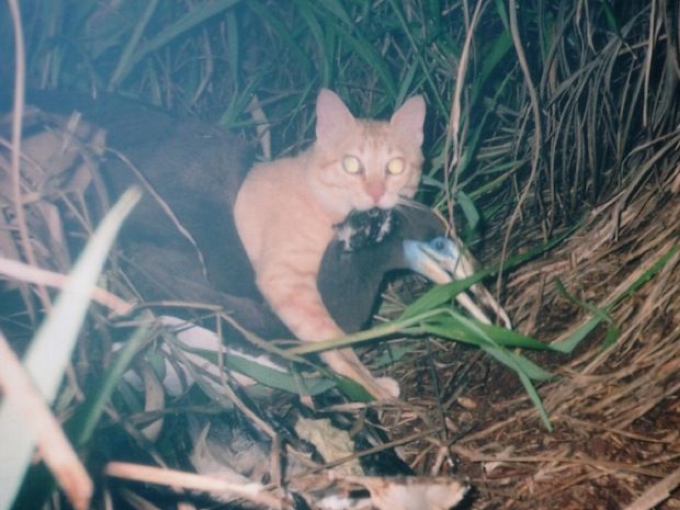 2005年自動撮影機が捉えたカツオドリをくわえたマイケル
<br />写真提供：小笠原自然文化研究所
