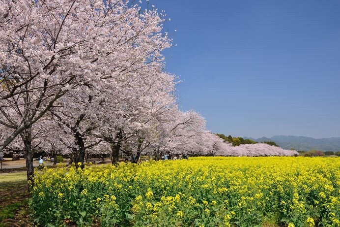 約2000本の桜と約30万本の菜の花が広がる景色は壮観！