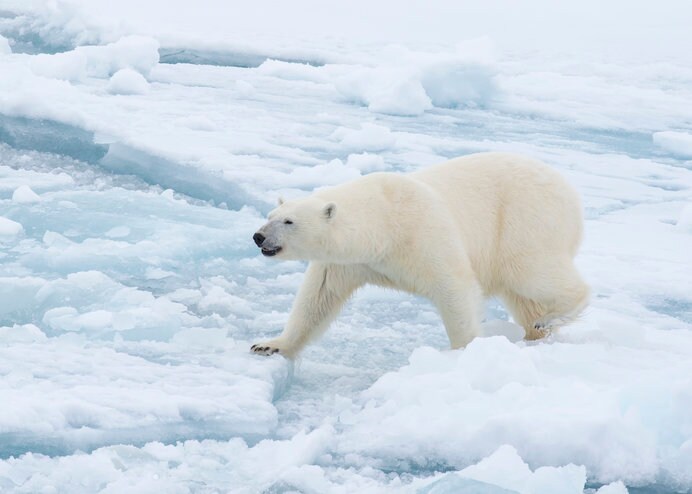 北極海の海氷の上が彼らのふるさと。ここ以外に生きる場はありません